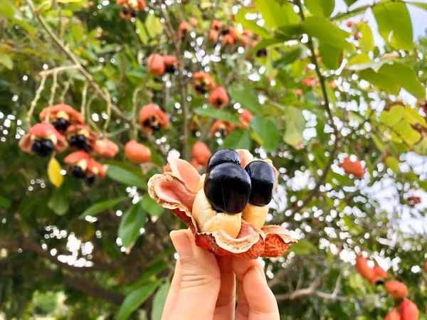 Ngày nay, nhờ kinh tế khá giả, người Jamaica biến tấu nhiều món mặn với ackee, ví dụ xào chung với thịt lợn. Tuy nhiên, họ vẫn yêu thích nhất sự kết hợp giữa ackee và cá muối.