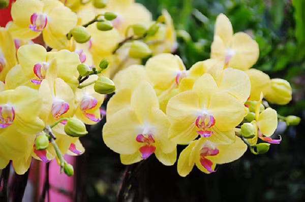 Cây lan hồ điệp tượng trưng cho sự tài lộc, thịnh vượng. Đồng thời, loài hoa này còn có khả năng thu hút nguồn năng lượng sáng tích cực nên được chưng trong ngày tết nhằm thu hút vượng khí, mang đến sự tài lộc cho gia đình trong năm mới.