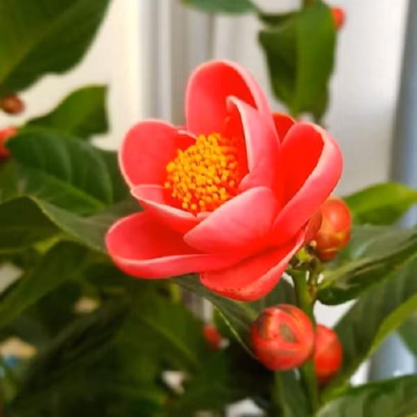 Hoa hải đường là loài hoa tượng trưng cho mùa xuân. Trong phong thủy, loài hoa này mang lại phú quý, làm ăn tấn tới, may mắn cho gia đình. Ngoài ra, hoa hải đường còn tượng trưng có tình cảm anh em hòa hợp, cuộc sống vui vậy và tình bạn thân thiết.