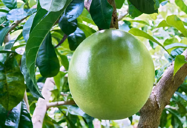 Khi quả chín vào tháng 10 -12 hàng năm, người ta tiến hành thu hái lấy quả để dùng tươi hoặc dùng khô. Nếu dùng khô thì đem bổ đôi quả, bỏ hạt, lấy phần thịt bên trong đem thái mỏng phơi khô để bảo quản dùng dần.