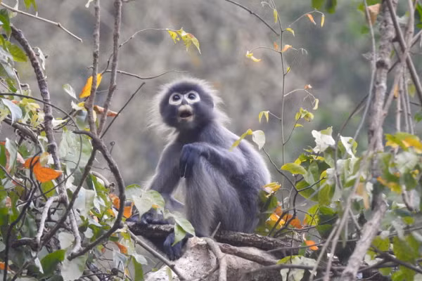 Trachypithecus là chi có nhiều loài nhất và phân bố rộng rãi nhất trong số các loài khỉ Colbine châu Á.