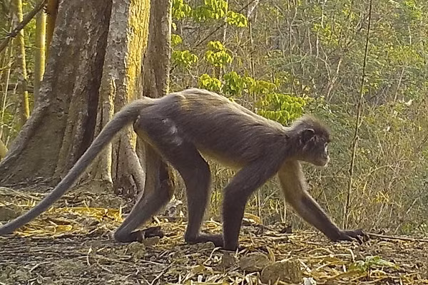  Loài "khỉ ma" vừa nêu có tên gọi là voọc Popa - thuộc chi linh trưởng có tên Trachypithecus, bởi chúng sống trên sườn của ngọn núi lửa đã tắt Popa ở Myanmar.