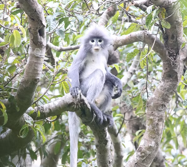 WWF và tổ chức môi trường Fauna and Flora International ghi hình được loài khỉ này vào năm 2018. Nhiều khả năng voọc Popa sẽ được đưa vào sách đỏ vì WWF tin rằng chỉ còn khoảng 200-250 cá thể sống ngoài hoang dã.