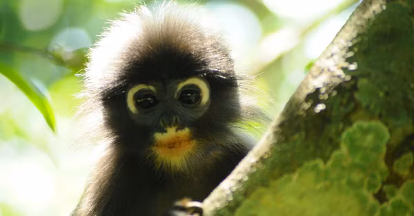 Sự khác biệt giữa các loài Trachypithecus là rất tinh tế, chủ yếu liên quan đến màu lông, chiều dài đuôi, kích thước răng hàm và hình dạng hộp sọ của chúng.