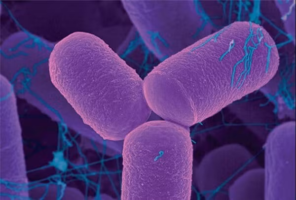 Bọ gấu nước tardigrade sống trong những nơi "tử địa" của Trái Đất, thậm chí cho dù bị đem đến hành tinh khác bọ gấu nước vẫn vui vẻ sống khỏe mà không hề hấn gi.