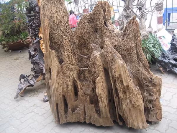 Vì gỗ lũa trầm hương rất quý và có giá đắt đỏ nên ông lão có thể coi như đã tìm được 1 kho báu vô cùng giá trị. Lũa trầm hương là phần lõi ở gốc của cây có trầm hương sau khi đã bị chết.