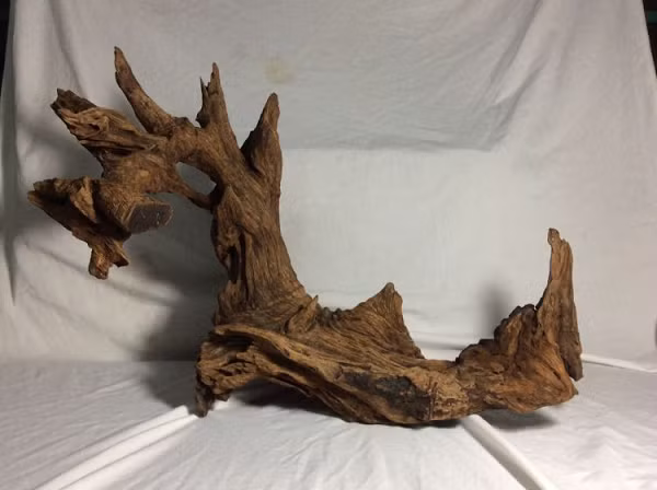 Trầm hương có tên tiếng Anh là Agarwood, đây là tên gọi chung cho một chi thực vật họ Dó có tên Aquilaria bao gồm 17 loài khác nhau. Trầm hương là loại cây thân gỗ lớn, vỏ nhẵn màu xám, có vết nhăn dọc theo cây.