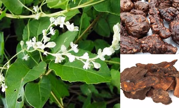 Ngoài ra, hà thủ ô còn giúp trị can thận âm hư, huyết hư, đau đầu, hoa mắt chóng mặt, đau lưng mỏi gối, ù tai điếc tai, râu tóc bạc sớm, di tinh, huyết trắng, tình trạng táo bón, hay các hội chứng lỵ mãn tính, trĩ xuất huyết, sốt rét, lao hạch, bệnh mạch vành, cao huyết áp, mỡ máu cao, xơ vữa động mạch...
