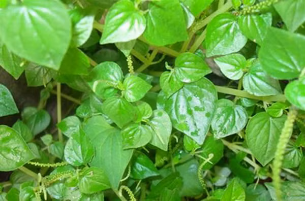 Những loại rau dại ở Việt Nam được thế giới săn lùng Nhung loai rau dai o Viet Nam duoc the gioi san lung