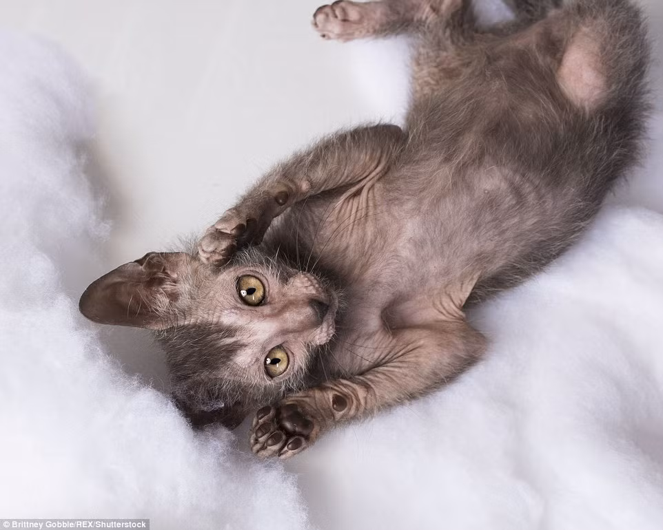 Phần bụng của mèo Lykoi cũng ít lông hơn so với mèo nhà.