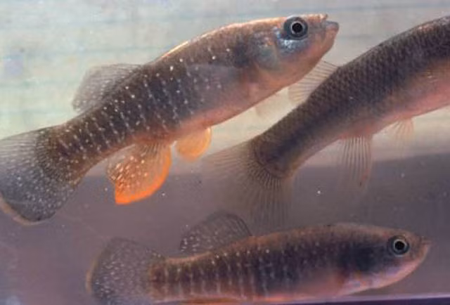 Mummichog khác với các loài cá thông thường ở chỗ chúng có thể sống ở mọi môi trường bất kể ô nhiễm, nóng, lạnh hay chứa đầy hóa chất. Chúng từng được đưa lên trạm vũ trụ và vẫn sống sót. Theo các nhà khoa học, loài cá này có thể tái tạo các bộ phận cơ thể để dễ dàng đương đầu với môi trường mới, qua đó nâng cao khả năng sinh tồn.