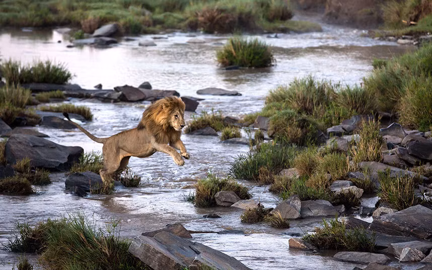 Sư tử đực tìm cách vượt qua dòng suối trong vườn quốc gia Maasai Mara ở Kenya.