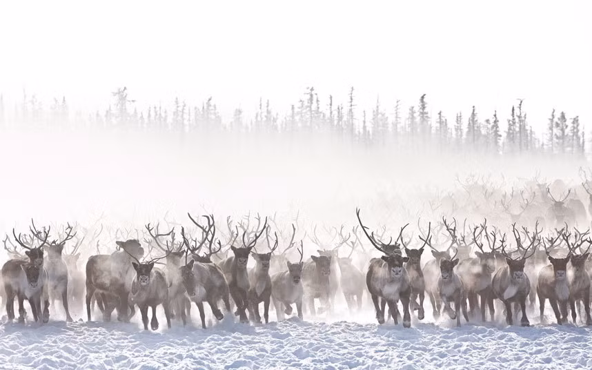 Hàng nghìn con tuần lộc chạy trên tuyết dưới trời lạnh – 50 độ C tại vùng Siberia, Nga.