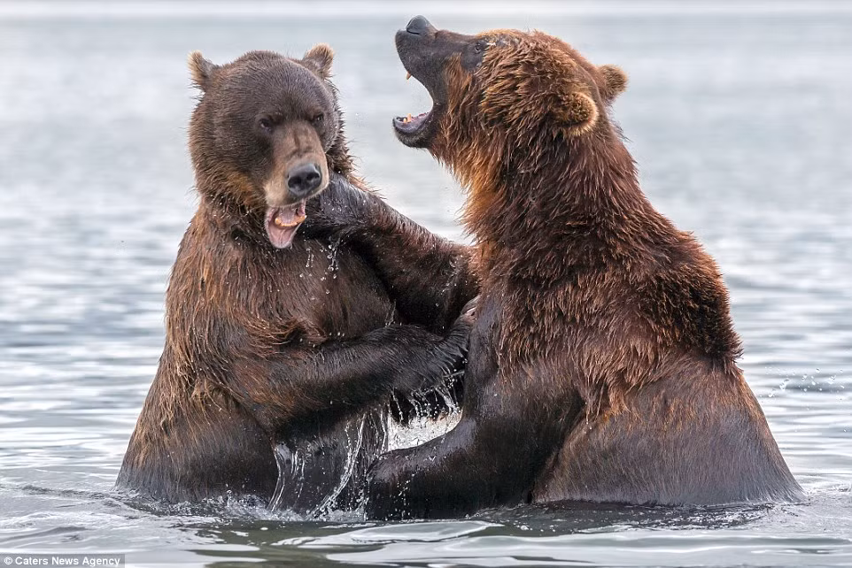Cặp gấu nâu Kamchatka khổng lồ đánh nhau dưới hồ Kuril trong khu bảo tồn thiên nhiên Kronotsky ở Nga.