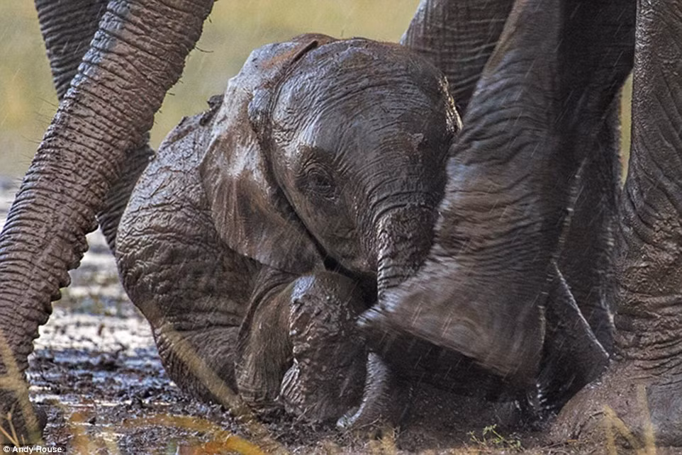 Con voi mẹ dùng cơ thể của nó để che mưa cho con, trong khi dùng chân và vòi để cố gắng nâng voi con đứng dậy.