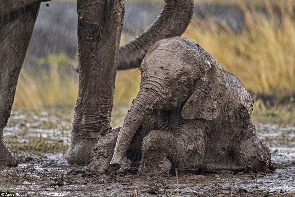 Cảnh tượng xúc động được nhiếp ảnh gia Andy Rouse ghi lại trong vườn quốc gia Maasai Mara, Kenya.