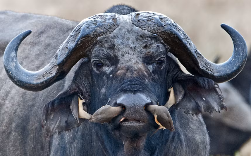 Những con chim oxpecker cần mẫn dọn vệ sinh mũi và tai cho một con trâu trong khu bảo tồn động vật hoang dã Ngorongoro Crater ở Tanzania.