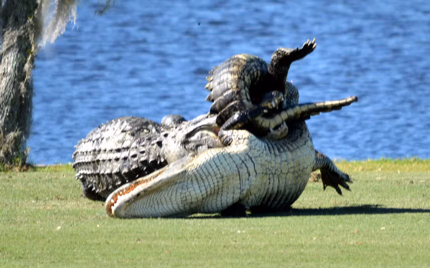 Cặp cá sấu quyết chiến ác liệt ngay trên một sân golf ở bang Florida, Mỹ.
