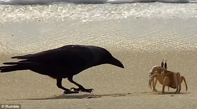 Con quạ đói ngó nghiêng để tìm cách ăn thịt một con cua đơn độc mà nó phát hiện trên bãi biển.