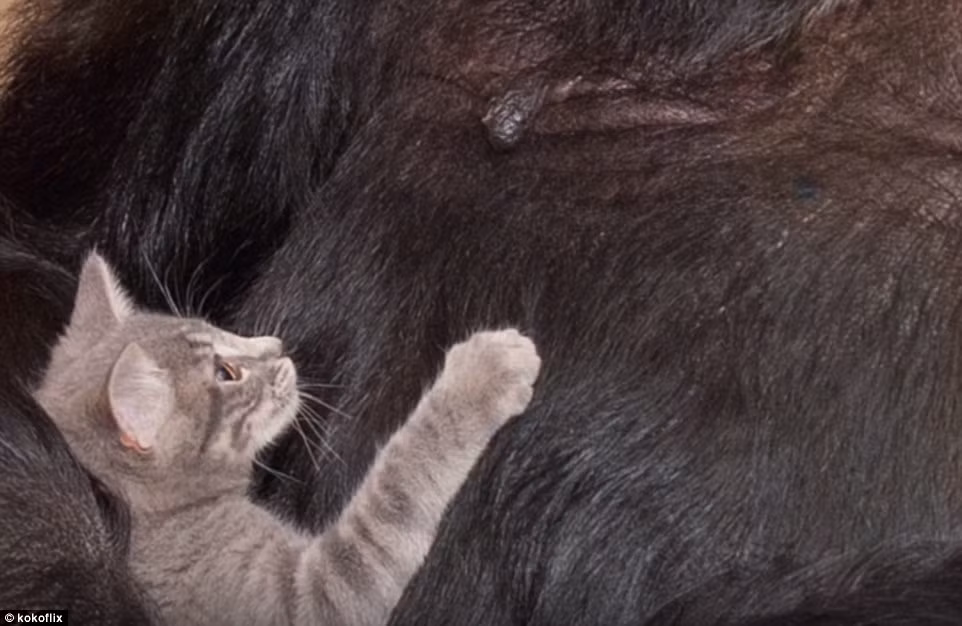 Mèo con chơi đùa cùng khỉ đột khổng lồ.