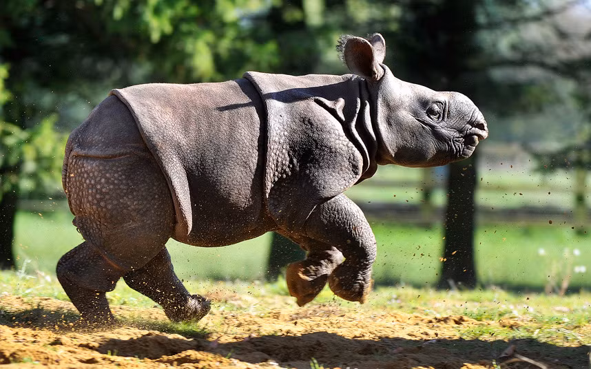 Tê giác con 1 tháng tuổi tung tăng chạy nhảy trong vườn thú Whipsnade ở Bedfordshire, Anh.