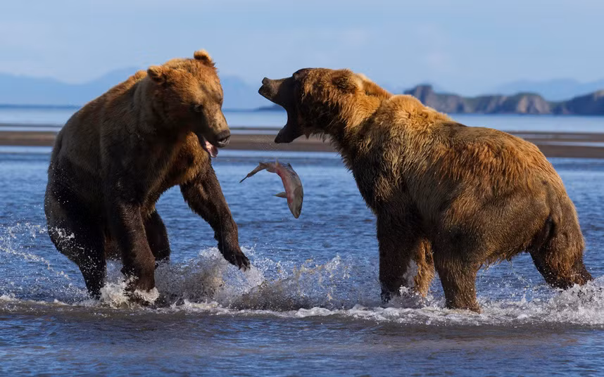 Cặp gấu nâu quyết chiến ác liệt để tranh giành một con cá hồi ở Alaska, Mỹ.