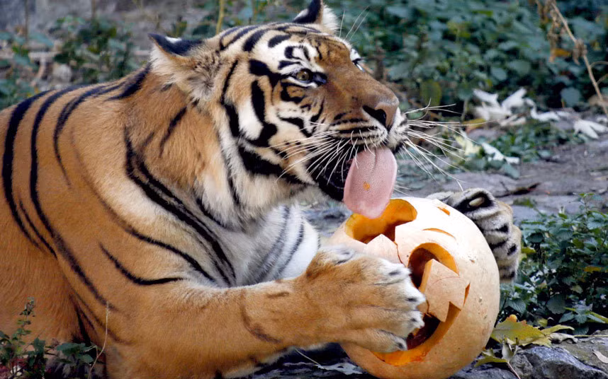 Hổ thưởng thức món bí ngô trong dịp lễ Halloween tại vườn thú ở Kiev, Ukraine.