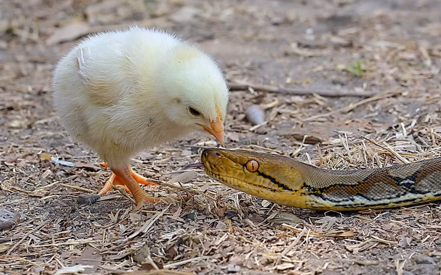 Hình ảnh động vật tuần ấn tượng cho thấy gà con không hề sợ hãi khi cả gan mổ đầu trăn đói trong một khu vườn tại thành phố Blitar, Indonesia.