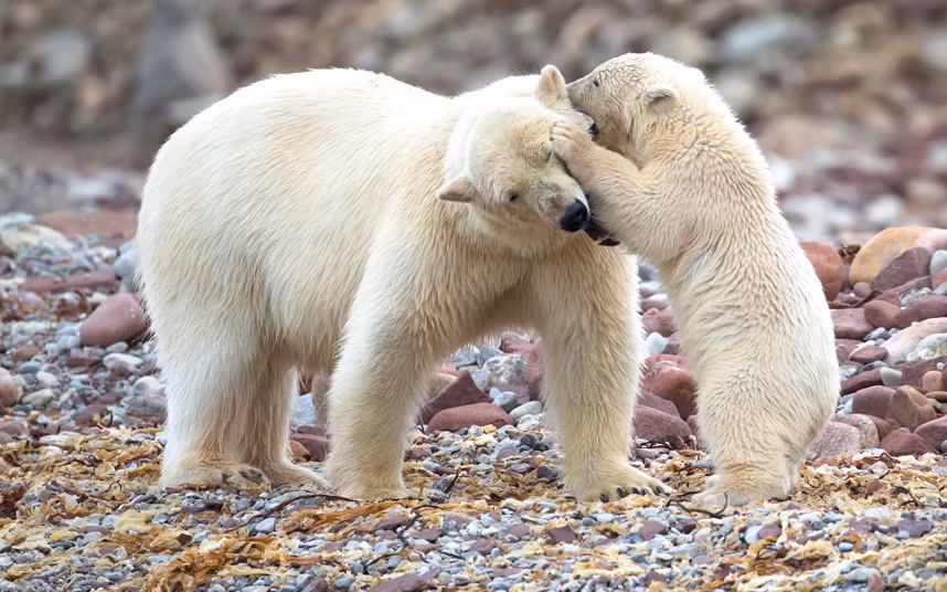 Gấu bắc cực con dường như đang thì thầm vào tai gấu mẹ trên bãi biển ở đảo Svalbard, Na Uy.