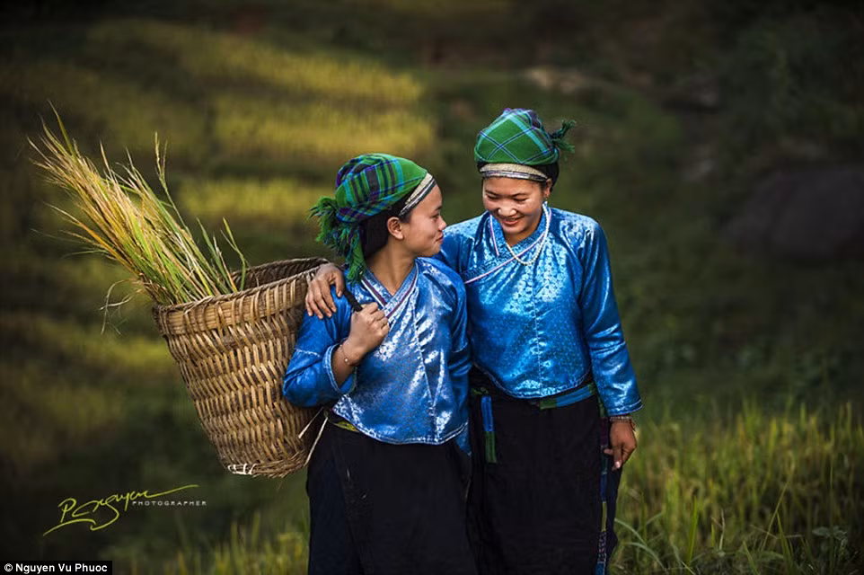 Những sơn nữ người Nùng trong mùa thu hoạch lúa.
