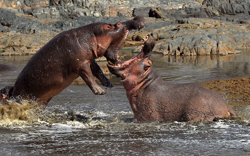 Hai con hà mã đánh nhau ác liệt dưới hồ nước trong khu bảo tồn động vật hoang dã Serengeti, Tanzania.