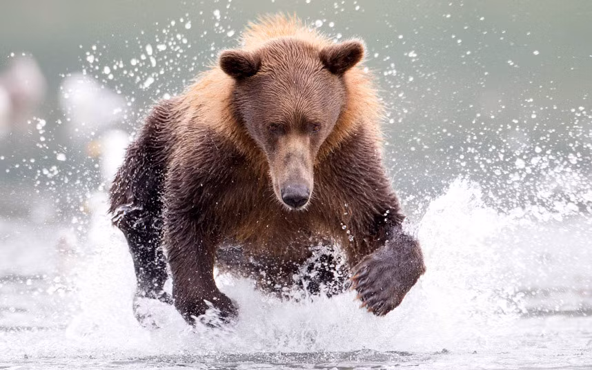 Gấu nâu săn cá dưới sông trong vườn quốc gia Lake Clark ở Alaska, Mỹ.