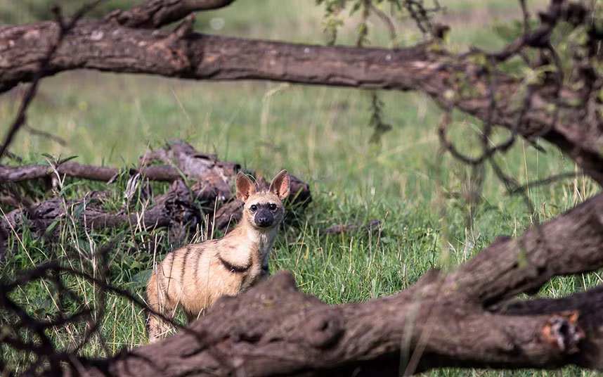 Một con chó hoang trong vườn quốc gia Maasai Mara.