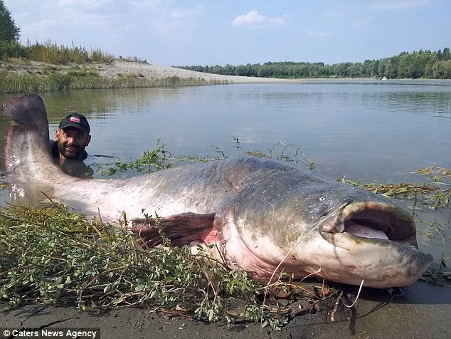 Con cá tra khổng lồ nặng tới 120 kg.