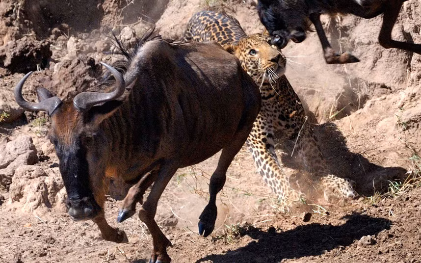 Báo gấm tấn công linh dương đầu bò đang cố gắng vượt sông trong vườn quốc gia Maasai Mara, Kenya.