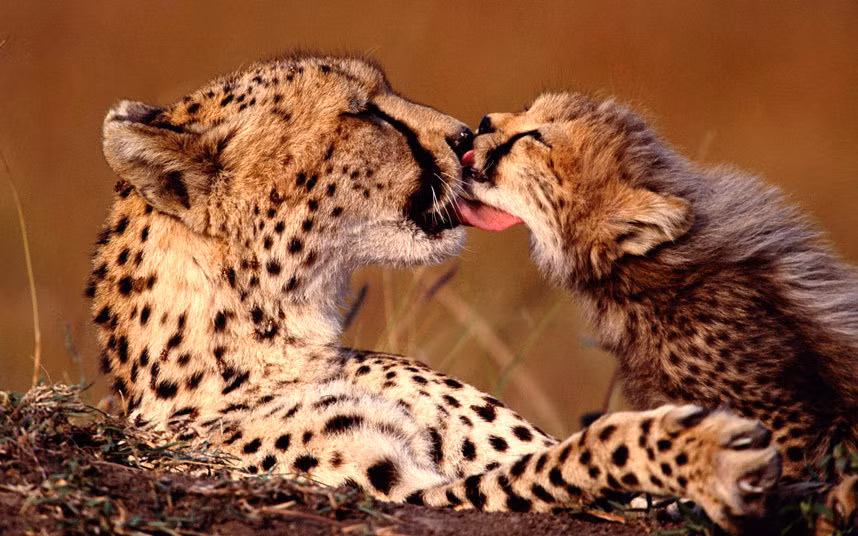 Báo gấm mẹ âu yếm con của nó trong vườn quốc gia Maasai Mara, Kenya.