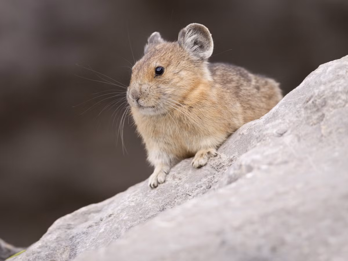 Môi trường sống của loài chuột pika mở Mỹ hiện chỉ còn bằng 1/3 so với trước đây. Nguyên nhân chính là do nhiệt độ tăng cao khiến chúng không thích nghi kịp. Bởi vì loài động vật này không thể sống sót ở nhiệt độ trên 25 độ C.