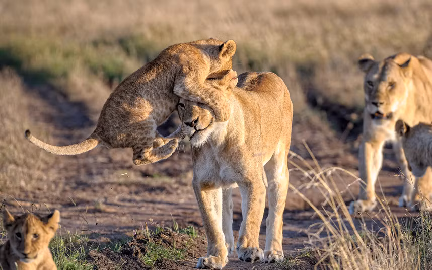 Sư tử con tinh nghịch nhảy lên đầu mẹ trong công viên động vật hoang dã Masai Mara, Kenya.