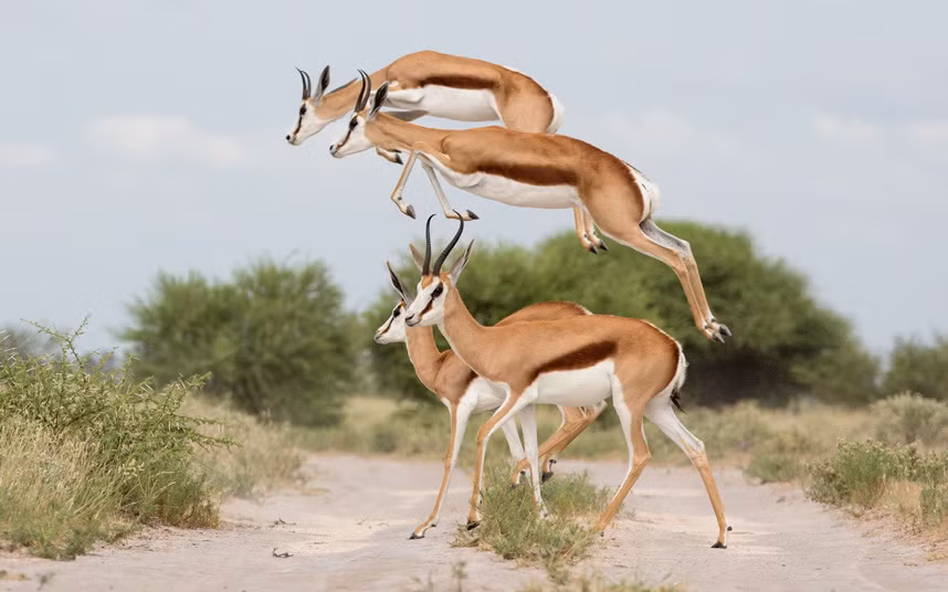 Linh dương nhảy cao khi qua đường trong vườn quốc gia Kalahari, Botswana.