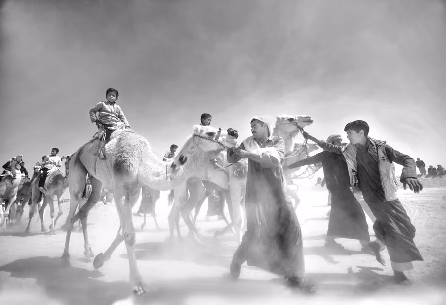 Người dân mang lạc đà ra chợ để bán ở Ai Cập. Ảnh: Mohamed Kamal