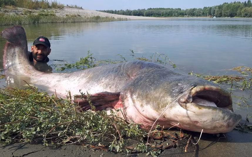 Ngư dân bắt được một con cá trê khổng lồ nặng hơn 100 kg tại sông Po gần Mantova, Italia.