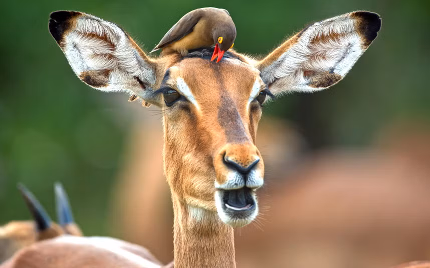 Chim oxpecker bắt rận cho một con linh dương châu Phi trong vườn quốc gia Kruger, Nam Phi.