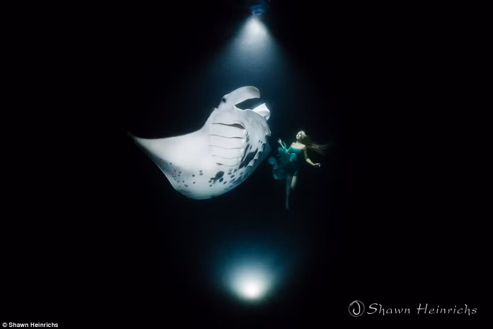 Hannah cho biết cá đuối đang đối mặt với nguy cơ tuyệt chủng vì chúng bị săn bắt quá bức để bán sang Trung Quốc.