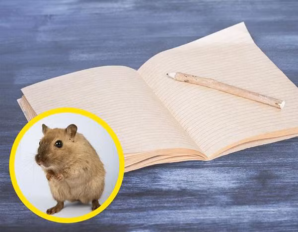 Lề sách. Trước đây, các nhà văn thường rất tiết kiệm giấy khi viết. Sau đó họ nhận ra chuột thường gặm phần gáy sách. Điều này khiến những thông tin hữu ích bị mất đi. Để giữ an toàn cho nội dung chính, phần lề sách từ đó được ra đời. Ảnh: IT