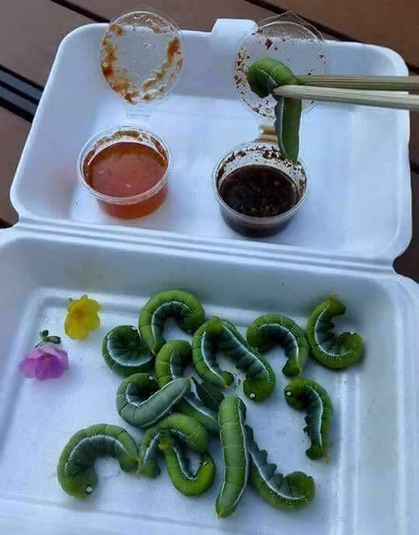 Nào cùng gắp những chú sâu đang bò lổn nhổn này và cho vào mồm!