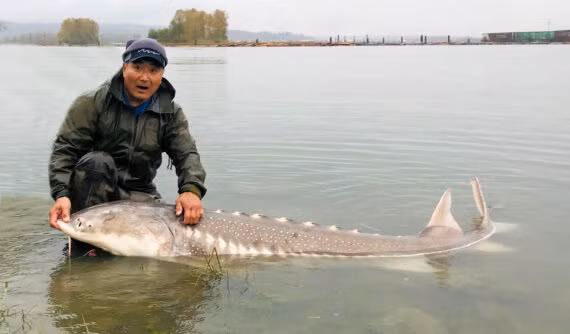 Khi trưởng thành, cá tầm trắng có thể đạt chiều dài cơ thể hơn 6m, nặng vài trăm kg và có thể sống thọ hơn 1 thế kỷ.