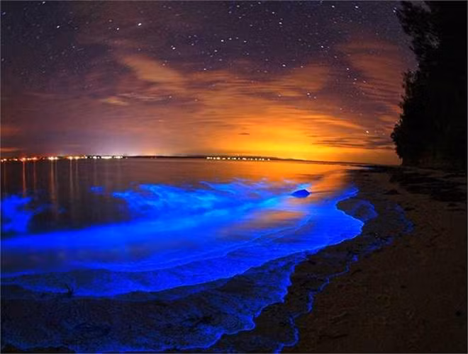 Khả năng phát quang sinh học của loài tảo N. scintillans được tạo ra bởi hệ thống luciferin và luciferase, gồm một số phân tử phát quang và enzym, nằm bên trong hàng nghìn bào quan hình cầu trên tế bào chất của sinh vật nguyên sinh đơn bào này.