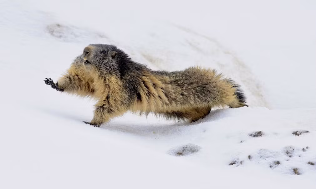 Macmôt tỉnh giấc sau khi ngủ đông trong vườn quốc gia Vanoise trên dãy Alps, Pháp. (Nguồn Guardian)
