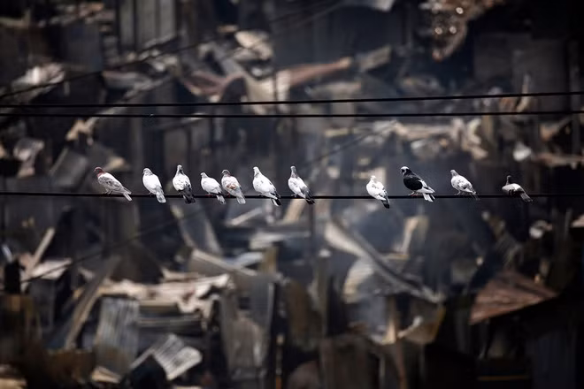 Đàn chim bồ câu đậu trên dây điện tại khu ổ chuột Ilias Mollah ở Dhaka, Bangladesh. (Nguồn Guardian)