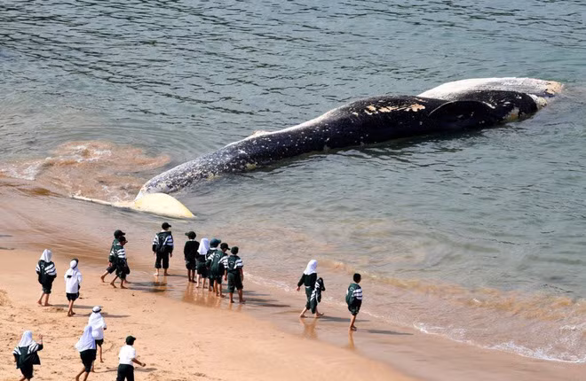 Du khách xem xác cá voi khổng lồ trôi dạt vào bãi biển Wattamolla Beach gần thành phố Sydney, Australia. (Nguồn Guardian)